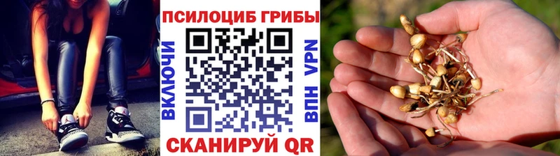 Псилоцибиновые грибы Psilocybine cubensis  Мытищи 